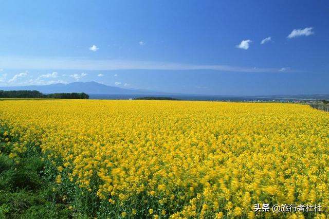 「约吗旅行」百万亩油菜花盛开，处处诗情画意，致最美的汉中油菜花