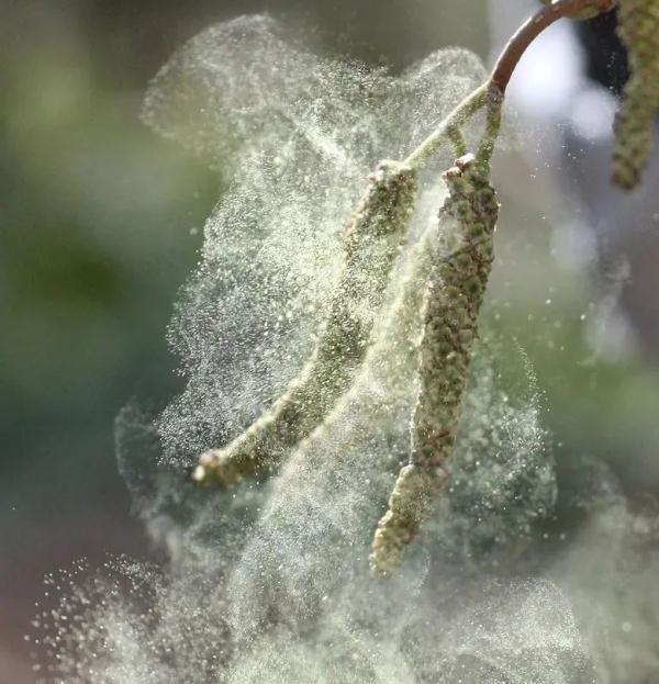 花粉|过敏星人，花粉过敏怎么办，这里有答案