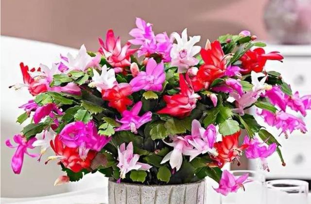 冬天养蟹爪兰，做好3点，叶子油绿，花开满盆，超漂亮