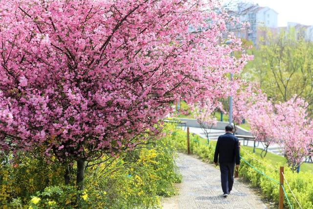 「趣旅游」趁樱色,入画来!