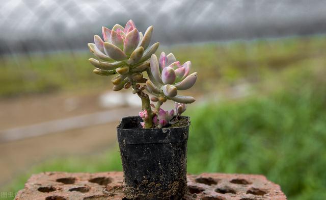 冬天养多肉植物，有5怕，避开了，各个养成“彩虹糖”