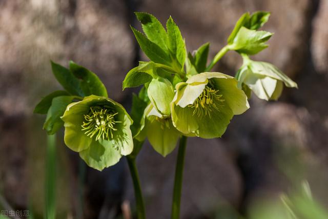 冬天室外无花可赏？种棵“圣诞玫瑰”，零下10度照开不误