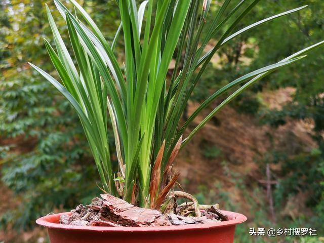 兰花最怕什么水？记住这6种水不要用，兰花浇水不会错