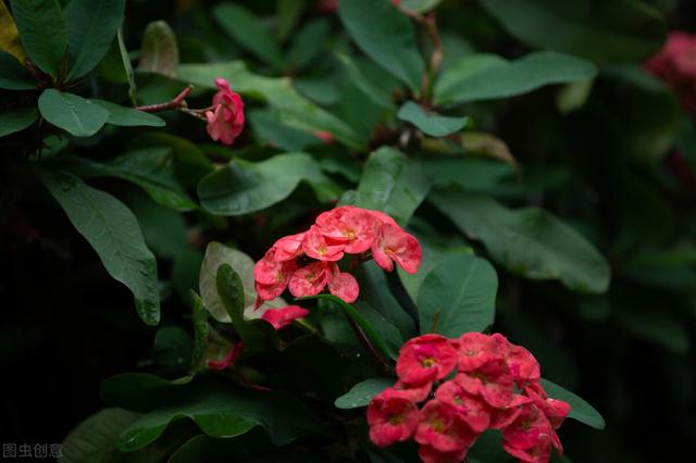 神奇的针刺法，让虎刺梅株型丰满还噌噌长不停，赶紧来围观