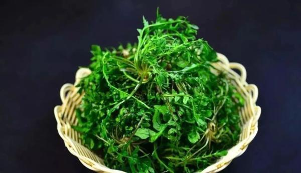 扇贝|威海春日山海滋味，等你来品