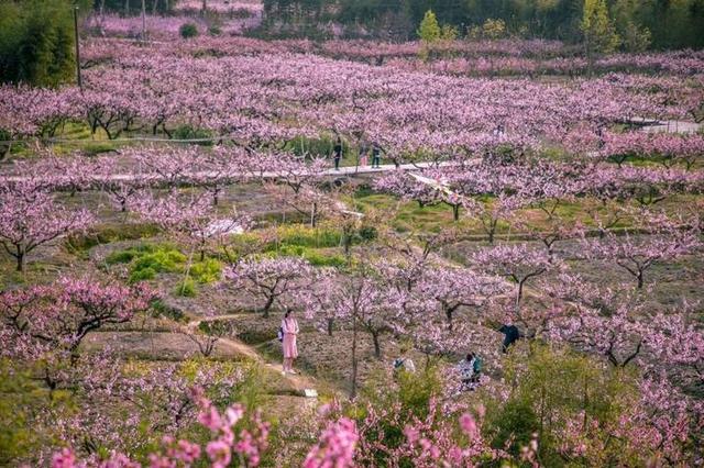 「旅行柚子君」“天下第一桃园”惊艳回归,在桃花盛开的地方遇见泼墨人家