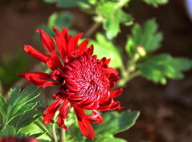 神农本草图经，薯蓣 菊花 甘草 人参 石斛 石龙芮