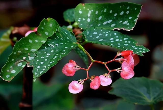 网红植物之鳟鱼秋海棠，叶奇花美，高级又清新