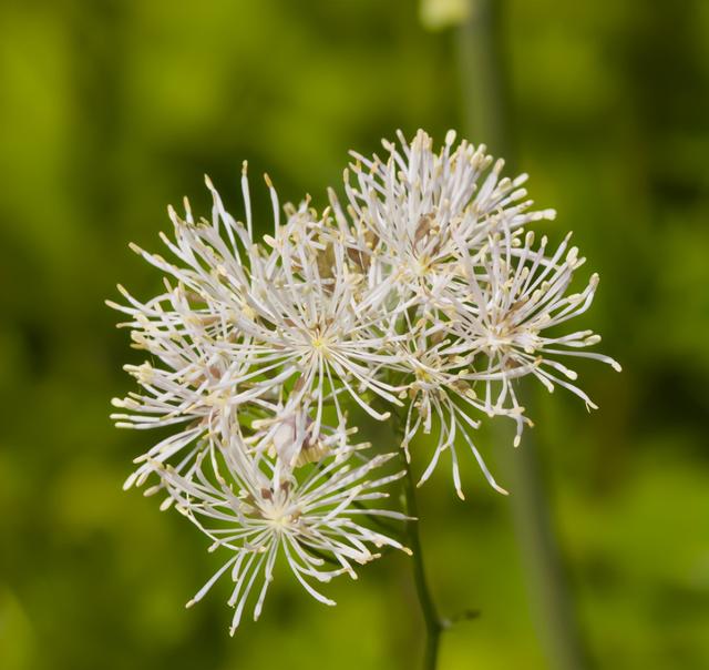 这6种喜阳的花，可以说是给点阳光就灿烂系列，一定要养两盆哦