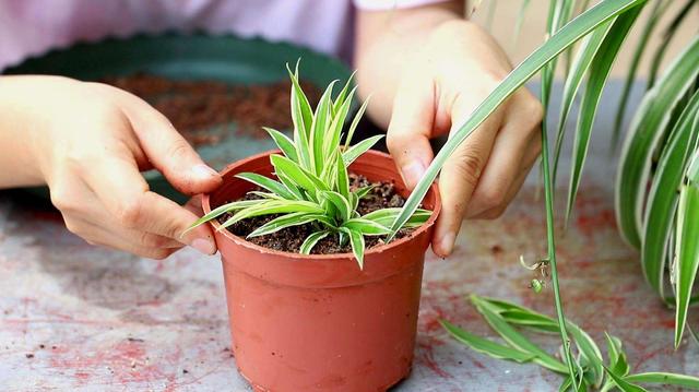 要懒养的3种“室内花”，耐晒耐阴，干净美观