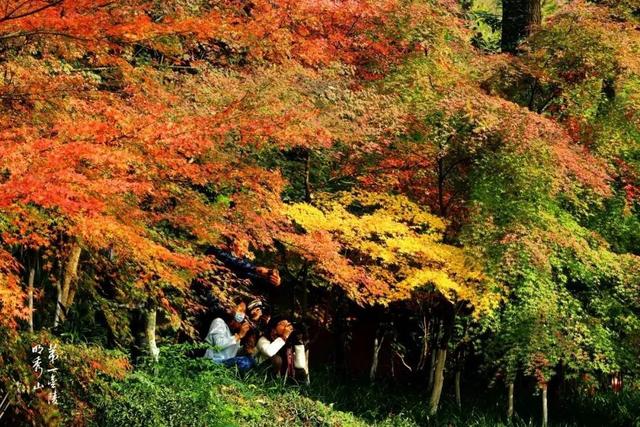 桂花苑丨乌桕树