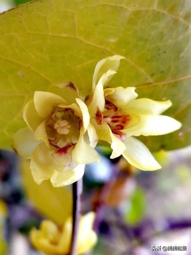 美丽的腊梅花透明似蜡，漂亮的花朵傲然开放