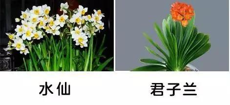 「你的育儿经」一盆绿植竟让孩子踏入“鬼门关”！这些植物有毒，别养