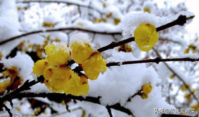 5种“花卉”，冬季很“厉害”，0度冻不死，冰雪天照样“长”