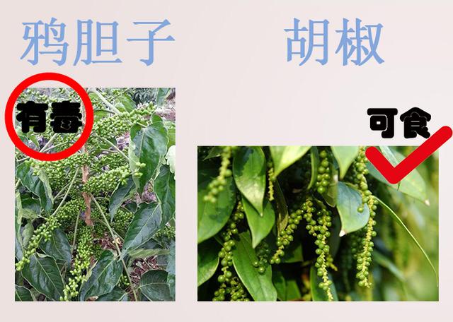 #健康零距离#错认食物误食中毒?在海南注意别误食这些,收藏
