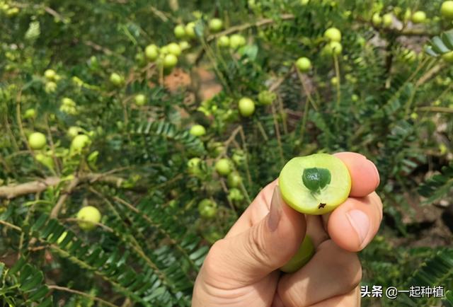 长在树上的“青葡萄”，俗称“油金子”，又苦又酸涩有人却很爱吃