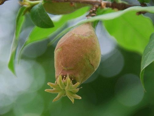 蜡梅|气温回暖，上海植物园‘两梅’腊月齐争辉