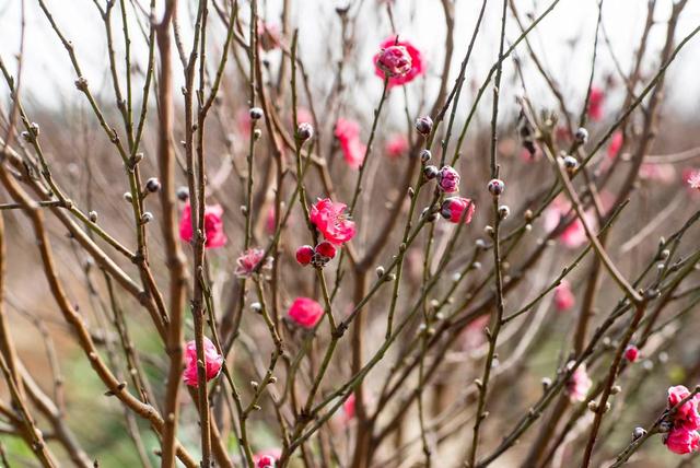节前广州花卉行情如何？年桔蝴蝶兰“愁”，鲜