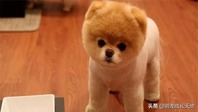 【你的育儿经】怀孕可以养狗，但是最好不要养下面这几种狗，养了的也要多注意