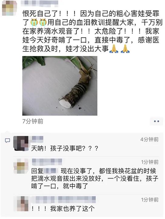「你的育儿经」一盆绿植竟让孩子踏入“鬼门关”！这些植物有毒，别养