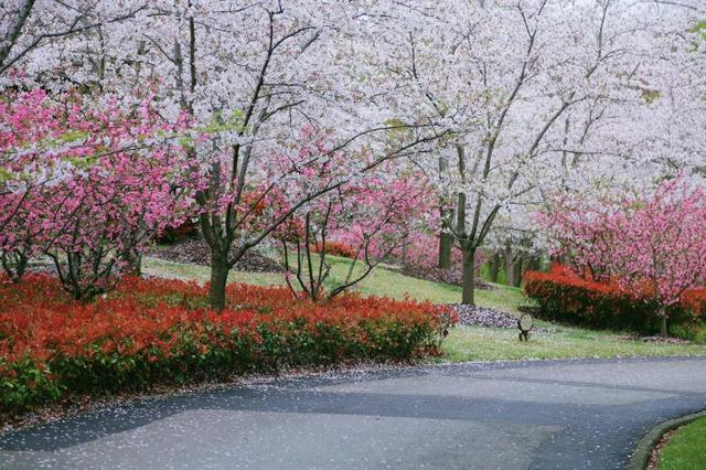 [上观新闻]顾村公园每日限流6万人，宝山推出线上5G“云赏樱”直播