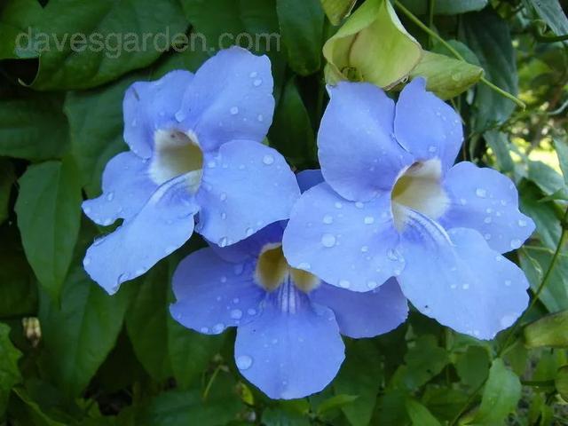 大咖分享 | 蓝色花境植物有那些？