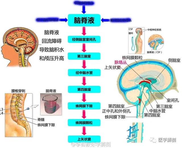 WoW，最全神经系统解剖图来了