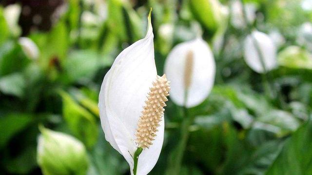 这3种花代表着好运，养眼又讨喜，冬天养在室内真不错