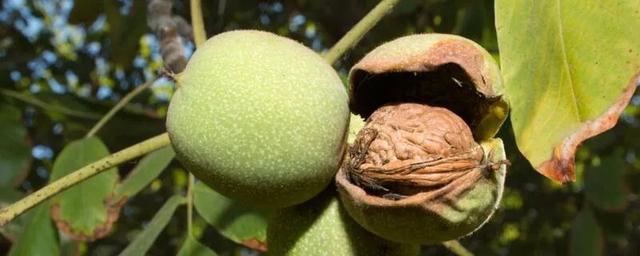 坚果|穿越了，我还能吃上每日坚果吗？
