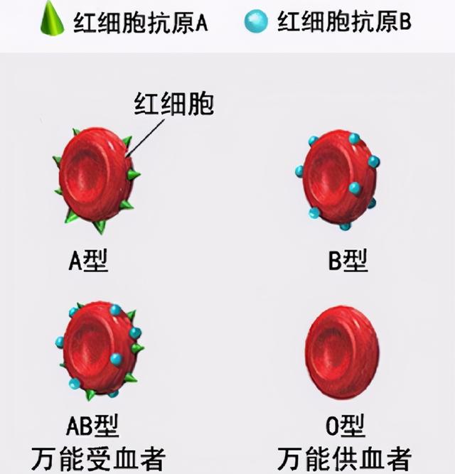 妈妈的血型会影响娃的智商吗？斯坦福大学研究：这个血型占优势