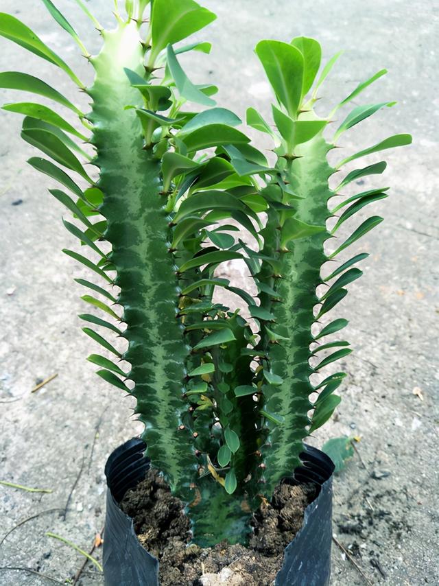 这3种植物特别霸气，听说能镇宅，带来好运