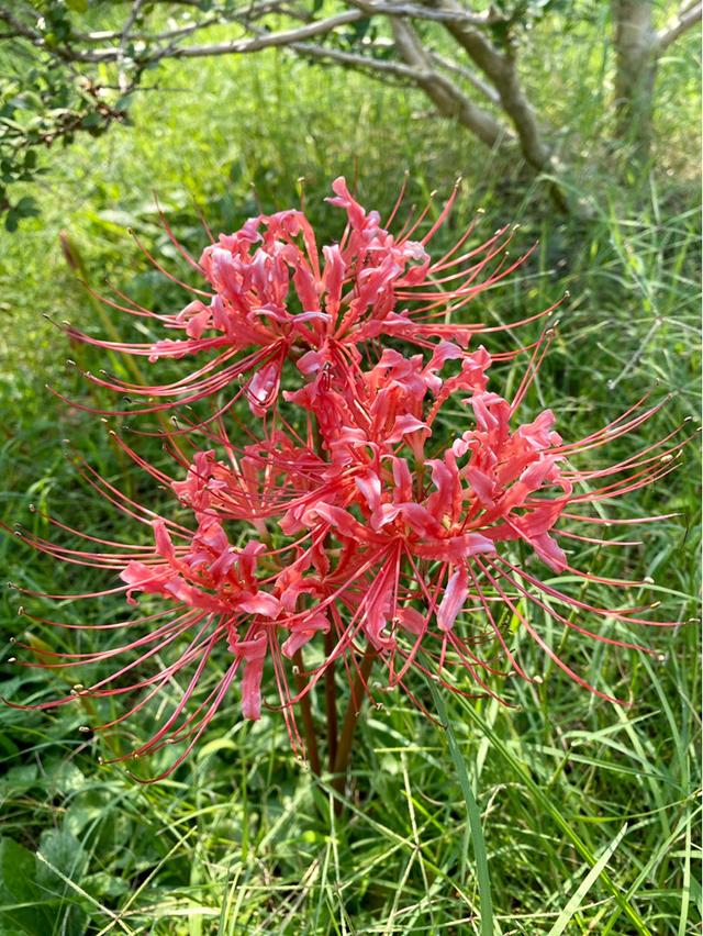 4种花真神奇，不长叶子先开花，原来原因在这里