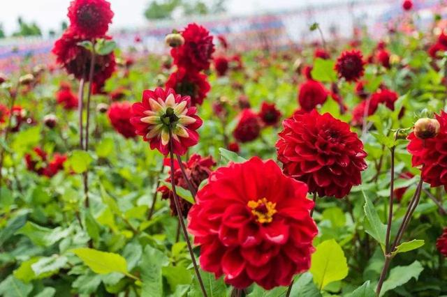 『新家大变样』大丽花开花比月季大,花型似菊花,块茎如地瓜,实在令人炫目
