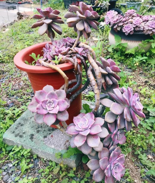 这“三多肉”是耐寒小普货，遇水疯长“寓意好”，半年养成小老桩