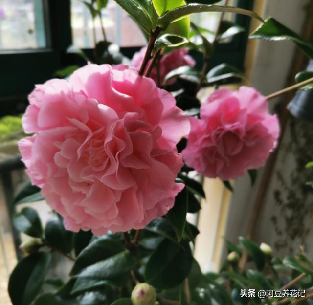 养茶花，期间总是出现花苞脱落现象，从以下“3方面”去检查