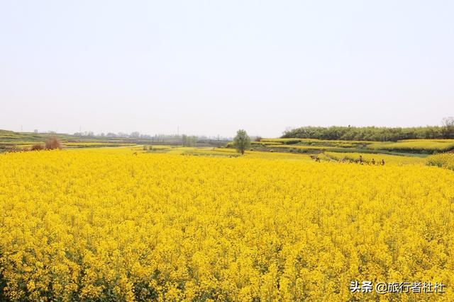 「约吗旅行」百万亩油菜花盛开，处处诗情画意，致最美的汉中油菜花