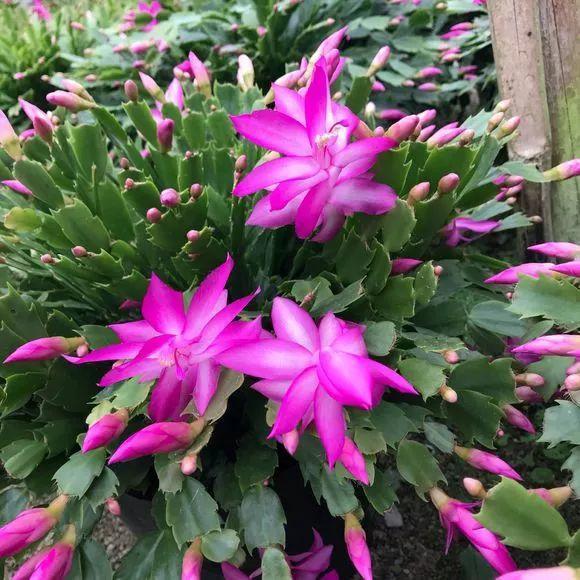 长寿花|这花就得饿着养，盆小水少，叶子越剪长得越旺！