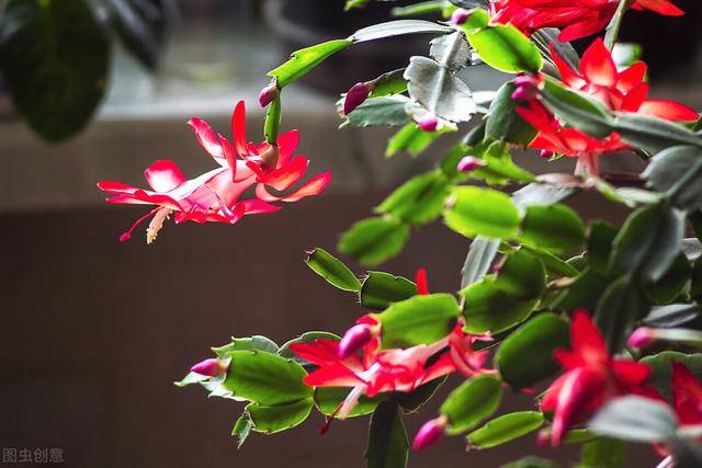 蟹爪兰步入“盛花期”，想要花期长，要记得：一少、二多、三控