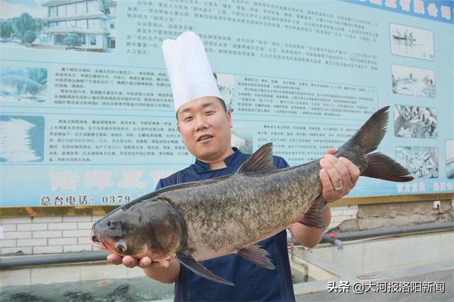 贾未乐|从小在库区长大，15岁开始学厨，洛阳80后小伙做出的全鱼宴令人拍案叫绝