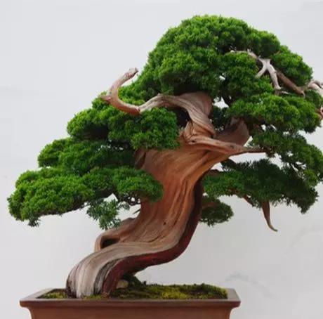 你的育儿经|这些花儿孕妇不要养