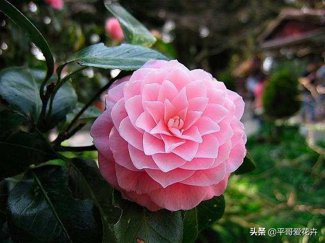鸡蛋壳|还在买花肥？这“3种垃圾”扔盆里，肥效足，植物生长快、易爆盆