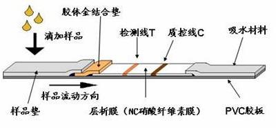 超级宝妈：早早孕试纸的结果准确吗?医生：请注意它的使用和结果判读