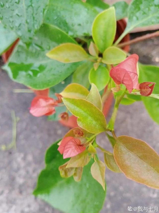 养三角梅，这几点做不对，光长叶子不开花