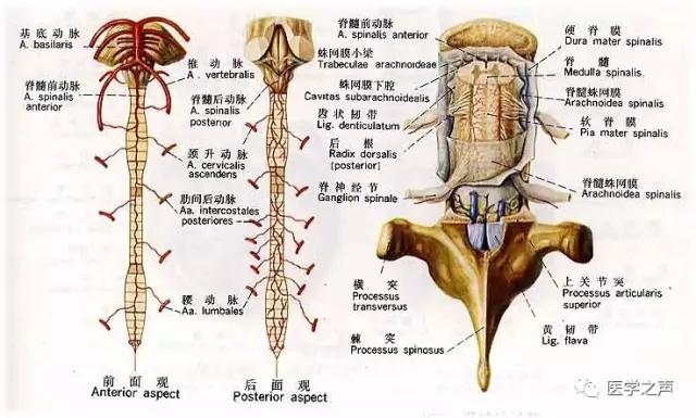 WoW，最全神经系统解剖图来了