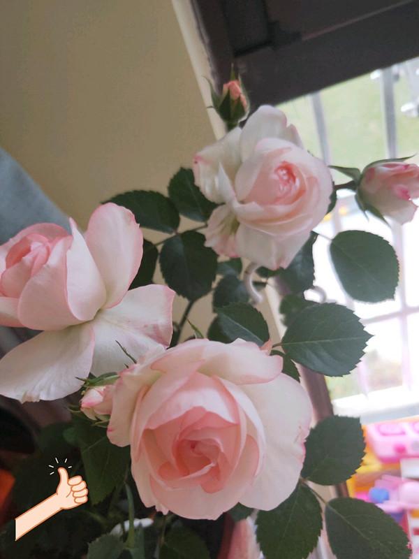 8种优秀的微型月季，专为阳台盆栽而生，家里养一株，四季有花看