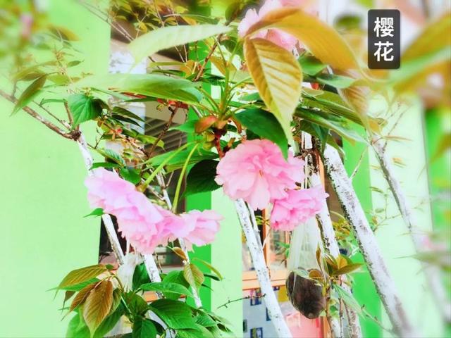 你的育儿经：最美四月天 海安市长江路幼儿园在等你