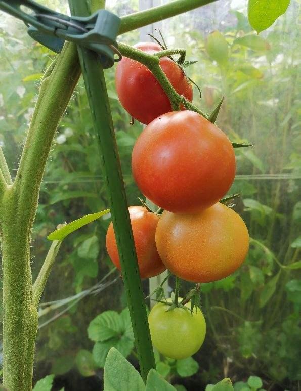 营养开胃的西红柿鸡蛋汤，做法有窍门，赶紧记住做给家人喝