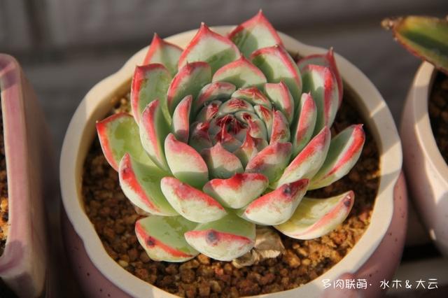 有朋自远方来，拔叶子乎