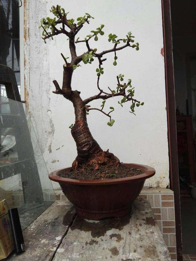 金枝玉叶总是烂枝条，学会这3个养护方法，能迅速地养成老桩