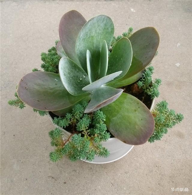 唐印，从绿得像菜，到红得真萌